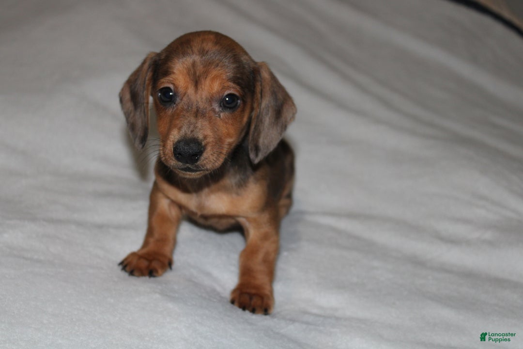 Miniature Dachshund dogs for sale: Frank Mini  - Ad 12