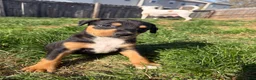 Mixed Breed dogs for sale: Freya - Ad 9