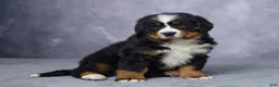 Bernese Mountain Dog dogs for sale: Carson - Ad 3