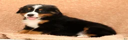 Bernese Mountain Dog dogs for sale: Flower - Ad 6