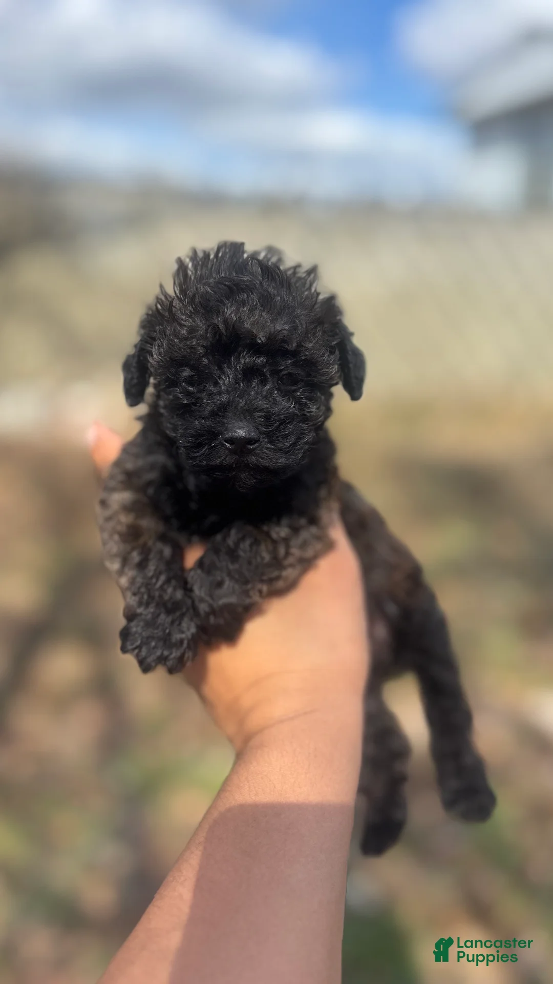 Toy Poodle dogs for sale: Lilac  - Ad 4