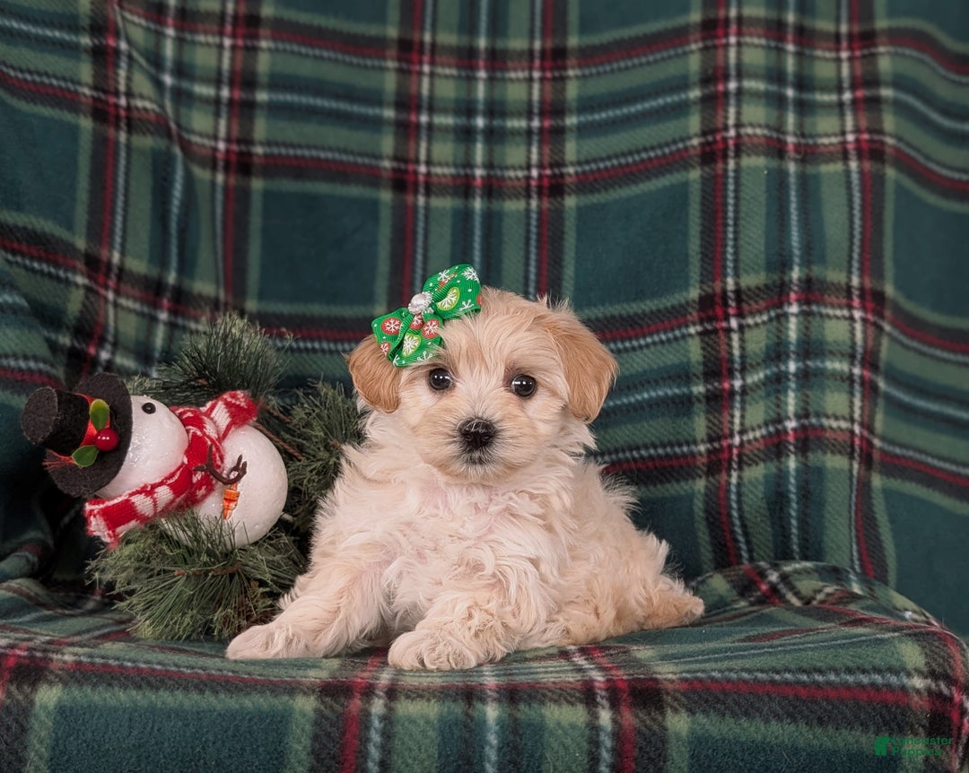 Maltipoo dogs for sale: Cheyanne 7 lbs Full Grown - Ad 5