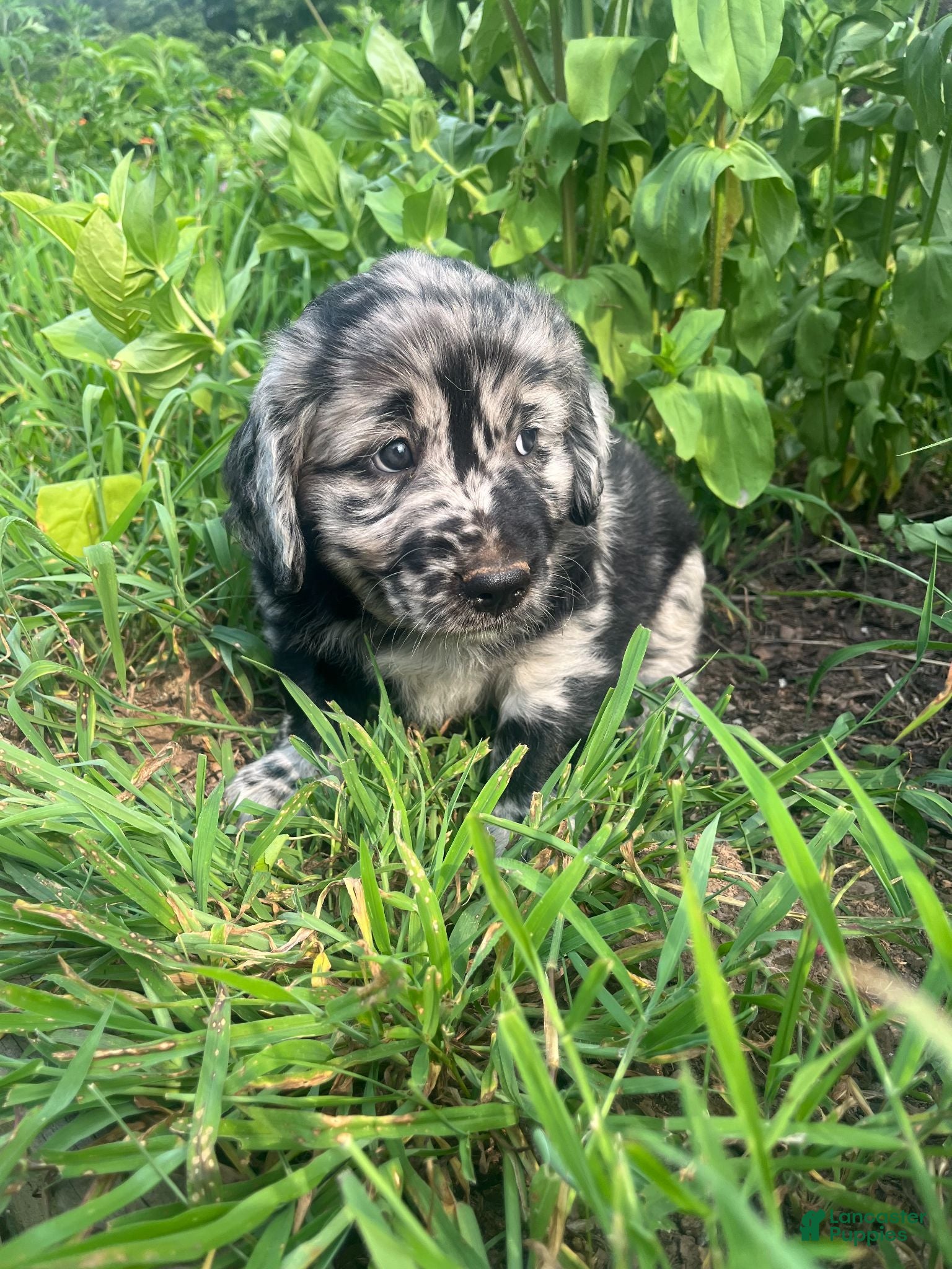 Mixed Breed dogs Luke - Ad 1