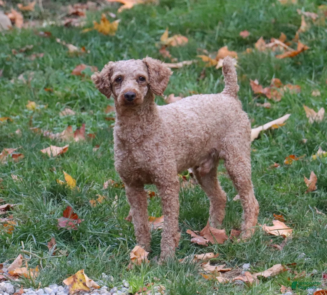 Cavapoo dogs for sale: Lily - Ad 10