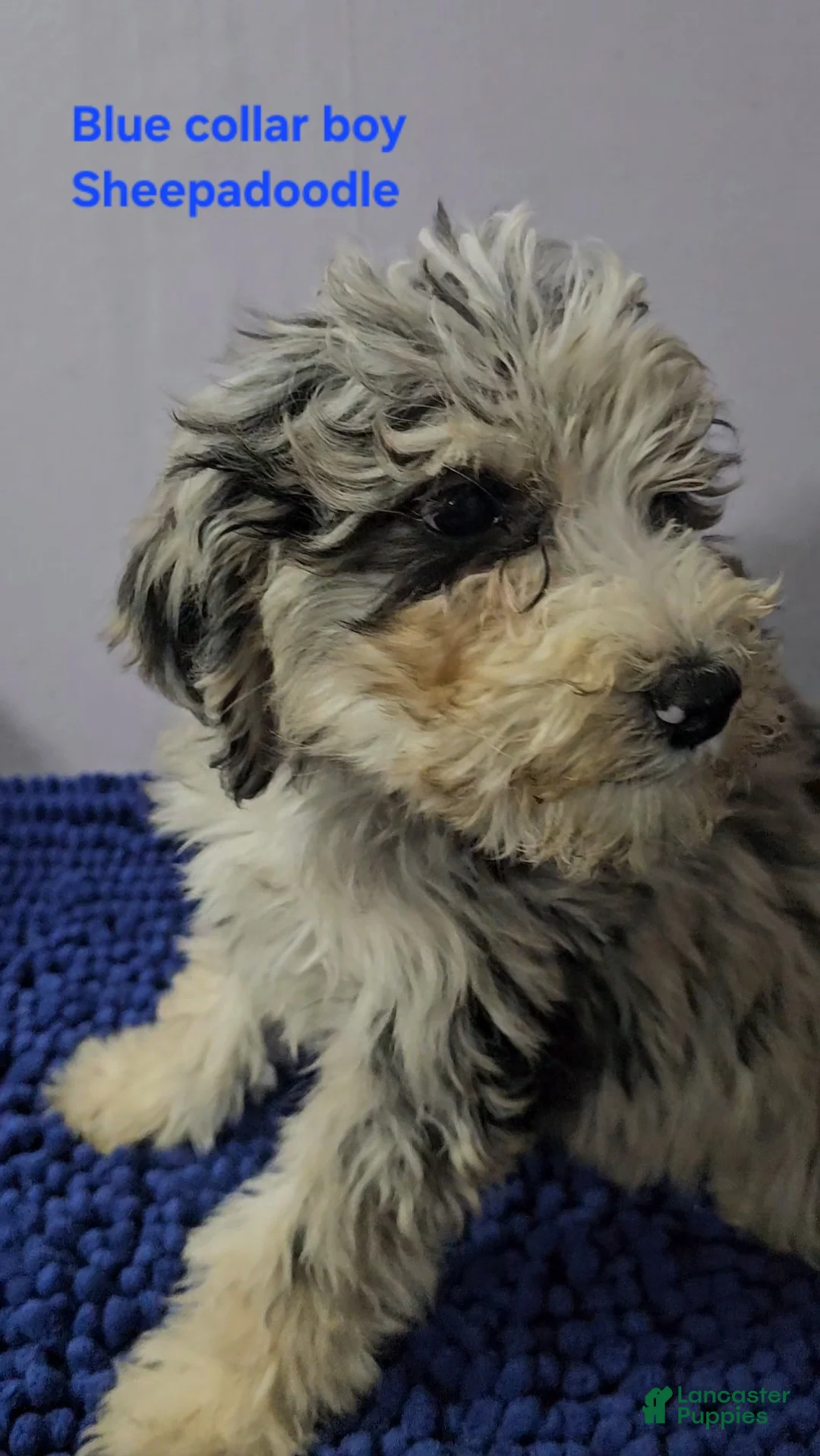 Sheepadoodle dogs for sale: Blue collar boy Sheepadoodle  - Ad 2