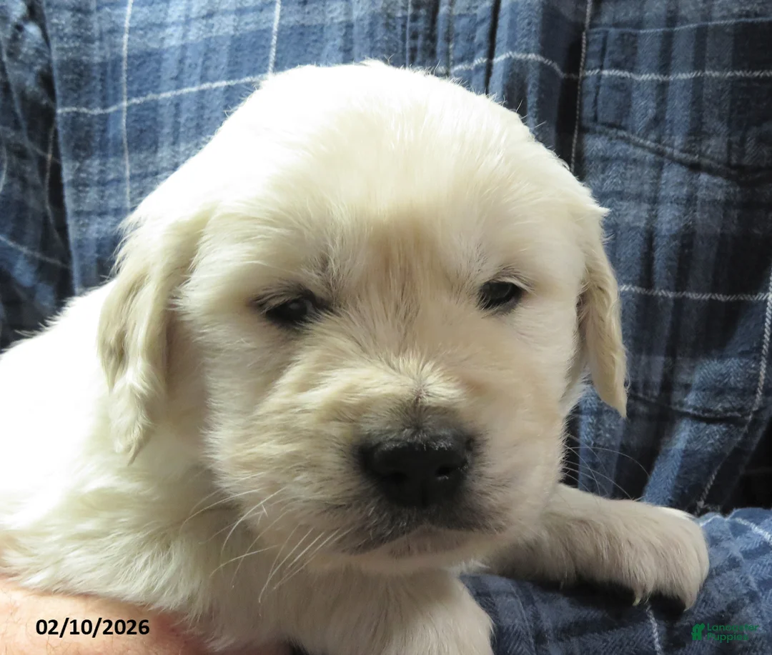 Golden Retriever dogs for sale: Buster - Ad 5