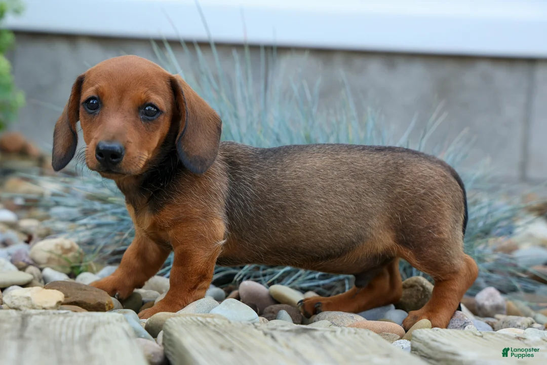 Miniature Dachshund dogs for sale: Snoopy💙 - Ad 2