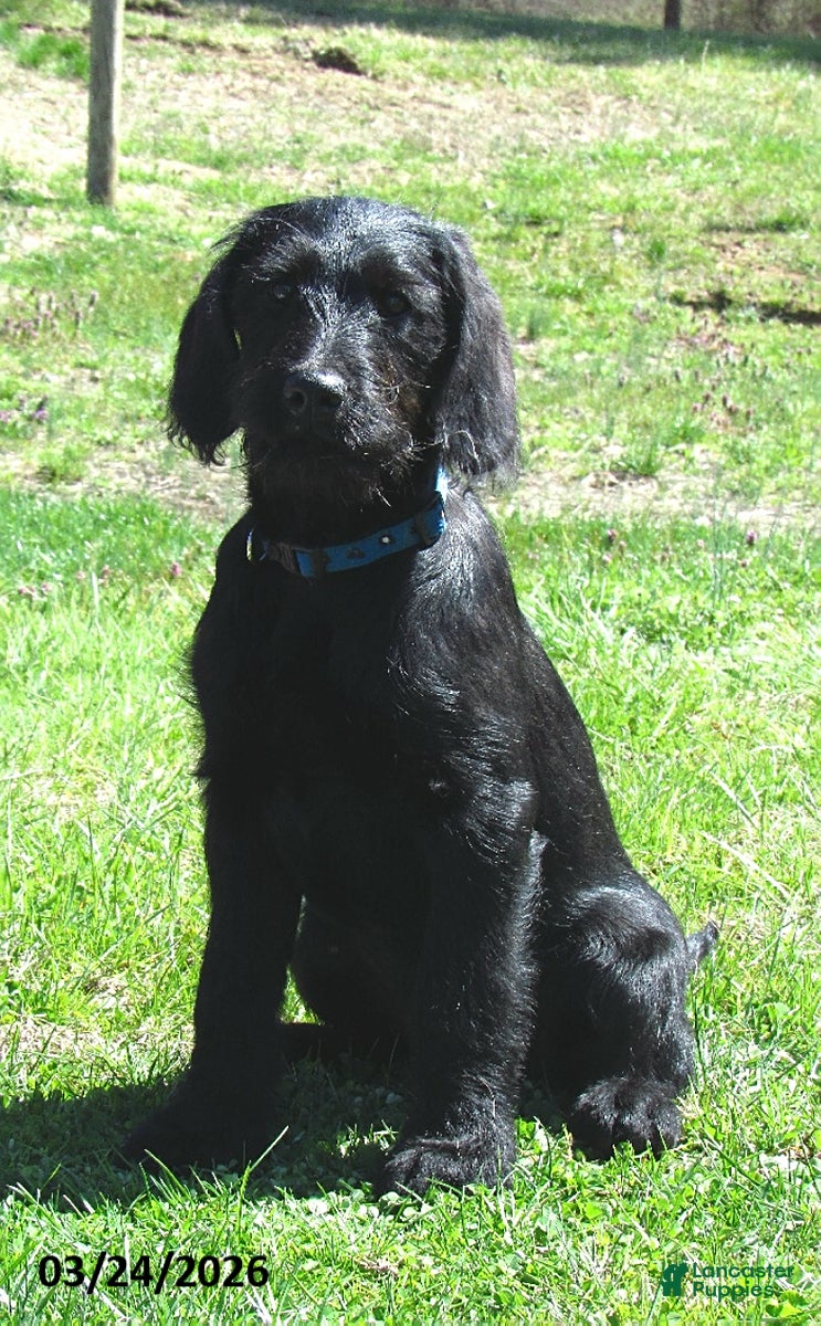 Labradoodle dogs Bailey - Ad 1