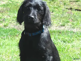 Labradoodle dogs for sale: Bailey - Ad 1