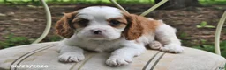 Cavalier King Charles Spaniel dogs for sale: Happy - Ad 1