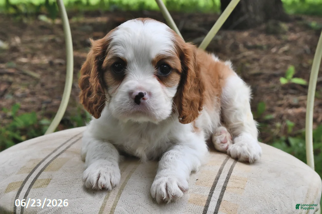 Cavalier King Charles Spaniel dogs for sale: Happy - Ad 1