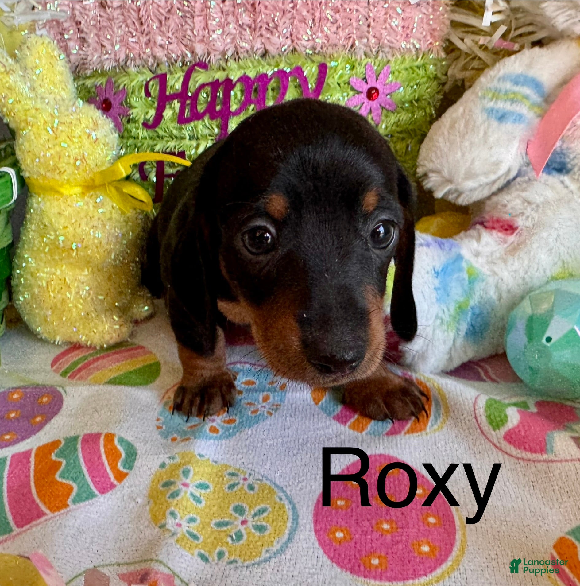 Miniature Dachshund dogs Roxy - Ad 28