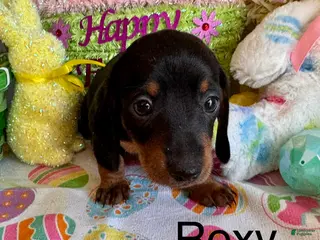 Miniature Dachshund dogs Roxy - Ad 28
