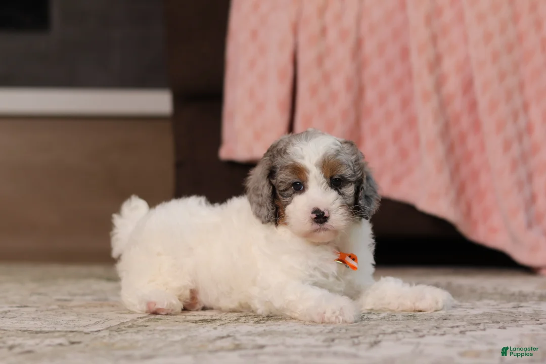Miniature Poodle dogs for sale: Jasper (AKC) - Ad 2