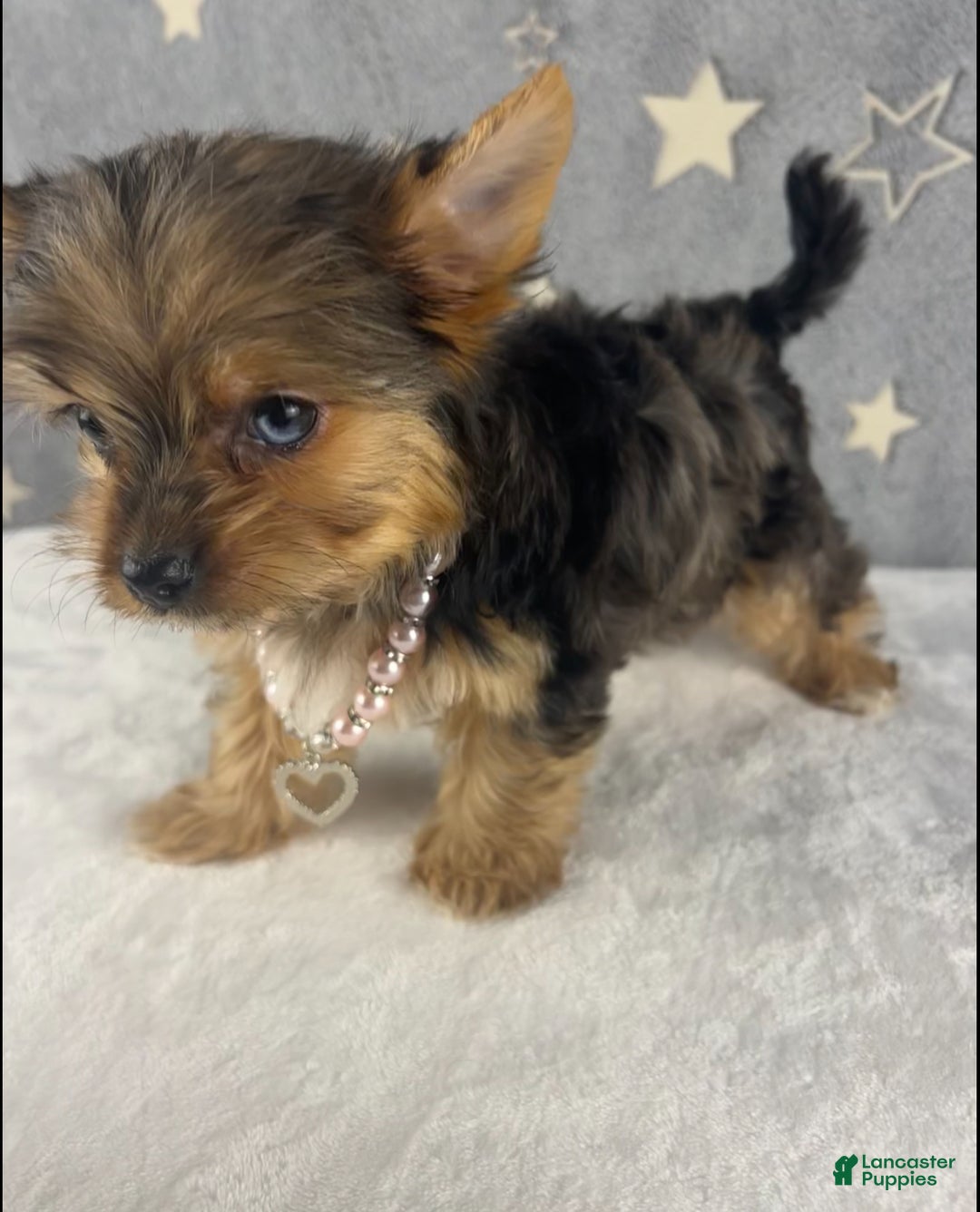 Yorkshire Terrier dogs for sale: Poppy - Ad 6
