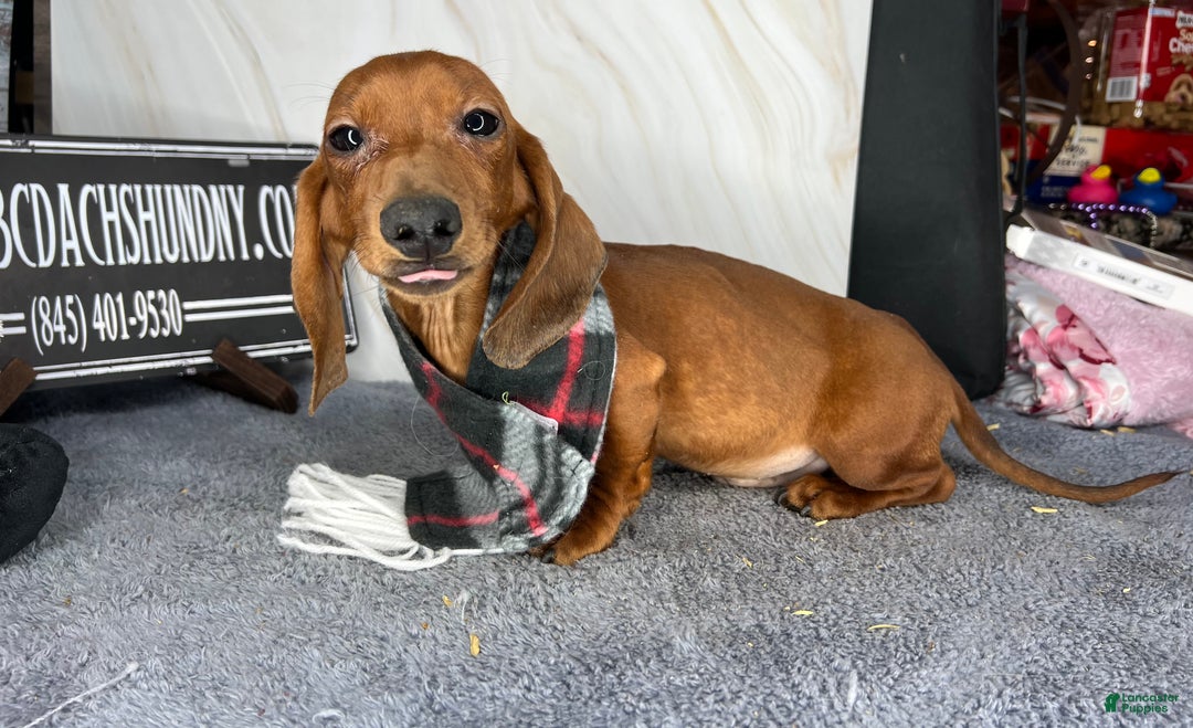 Miniature Dachshund dogs for sale: AKC am red ch - Ad 5