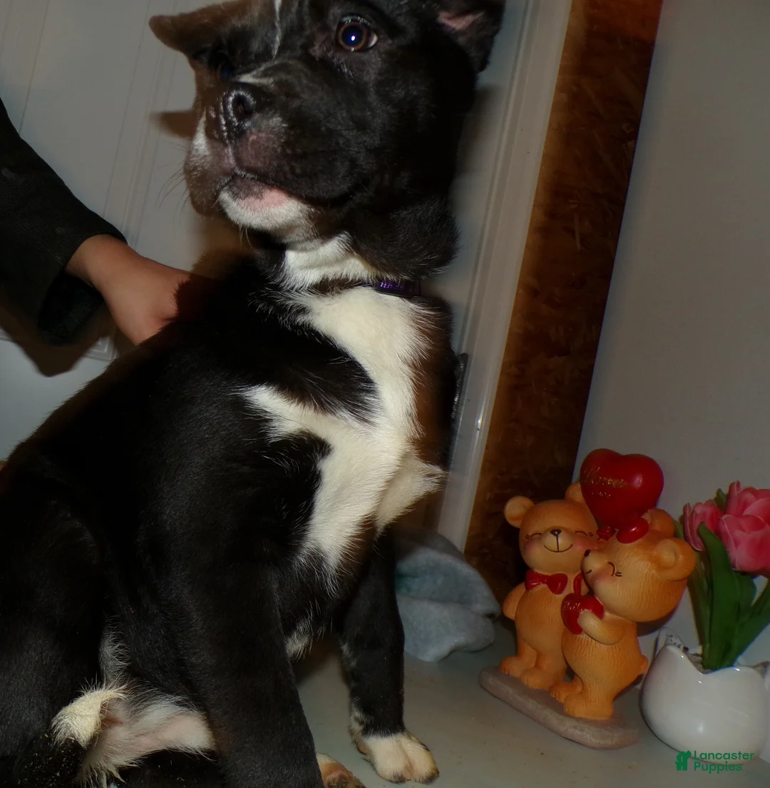 American Pit Bull Terrier dogs for sale: American Pit Bull Terrier Puppy 6 Marcia - Ad 2