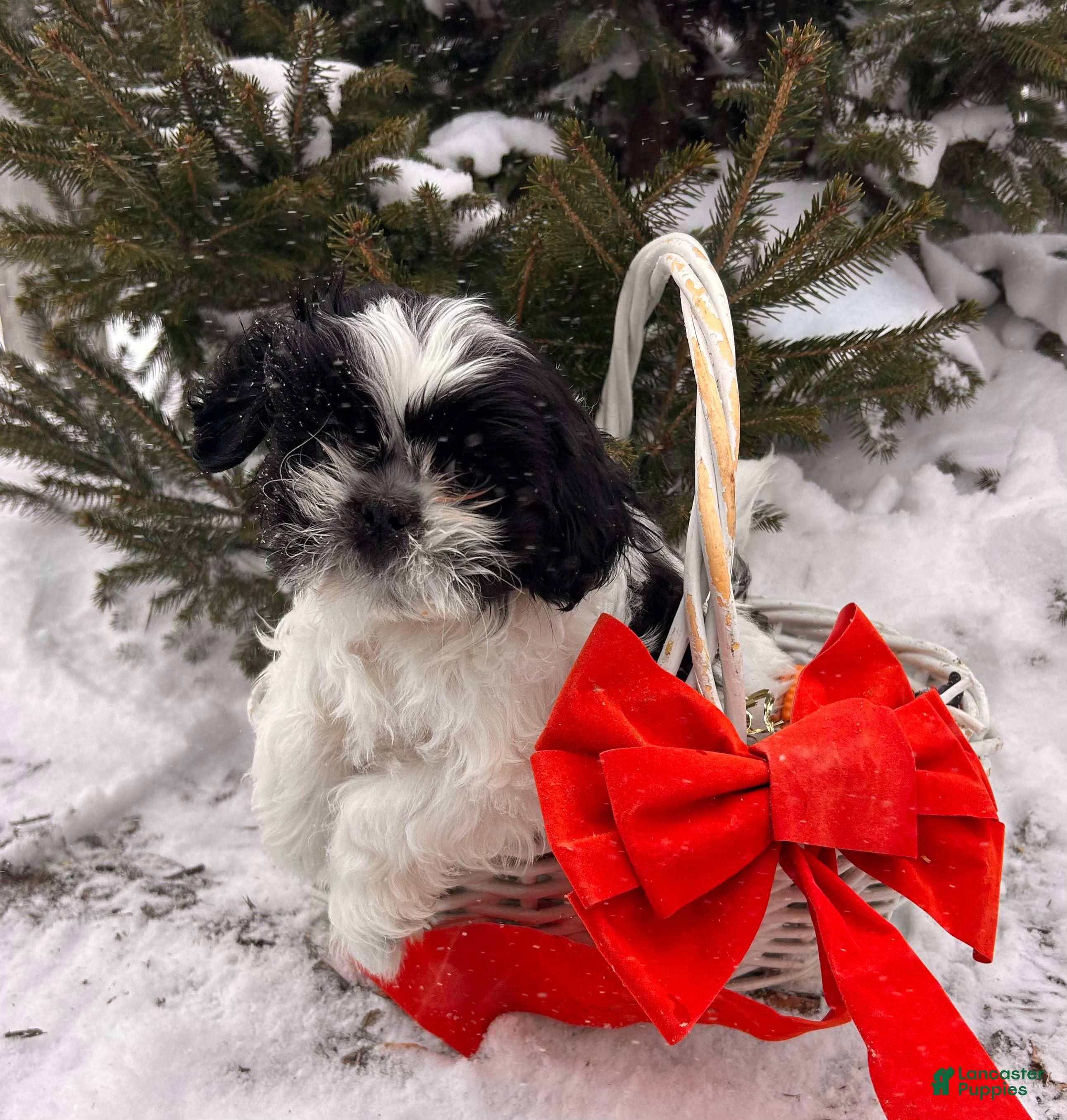 Shih Tzu dogs Bingo - Ad 16