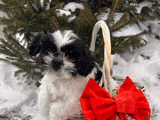 Shih Tzu dogs Bingo - Ad 16