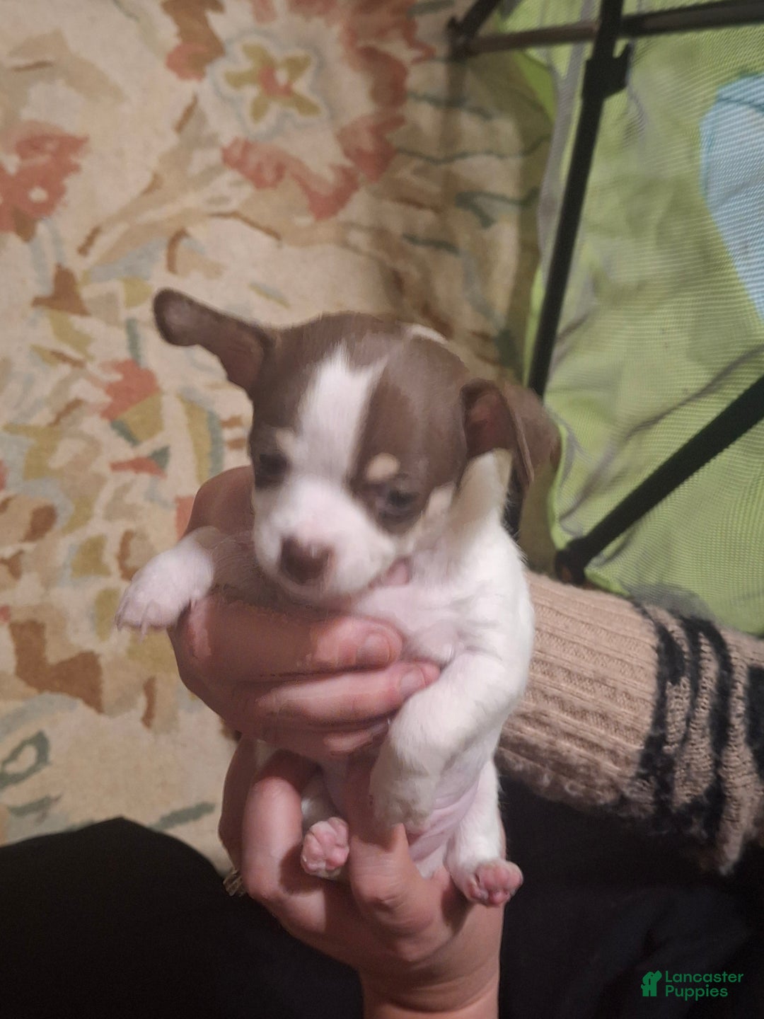 Chihuahua dogs for sale: Chihuahua Puppy 4 - Ad 1