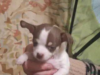 Chihuahua dogs Chihuahua Puppy 4 - Ad 42