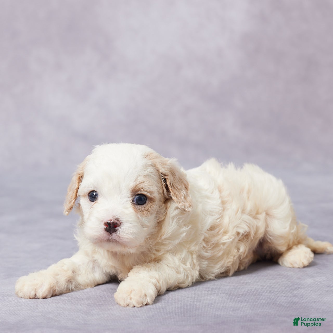 Cavapoo dogs Dane - Ad 7