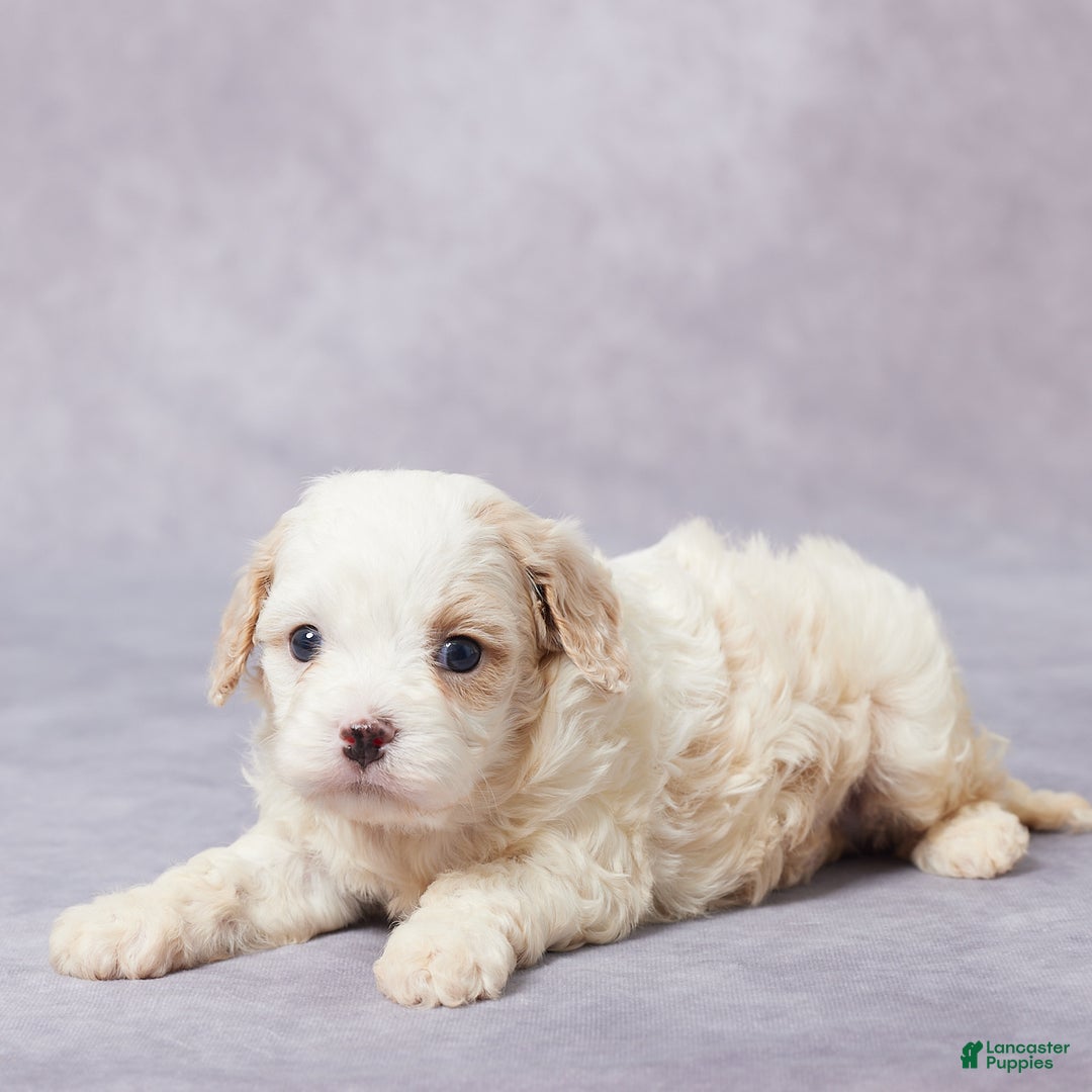 Cavapoo dogs for sale: Dane - Ad 1