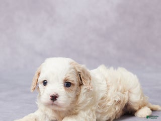 Cavapoo dogs - Ad 39