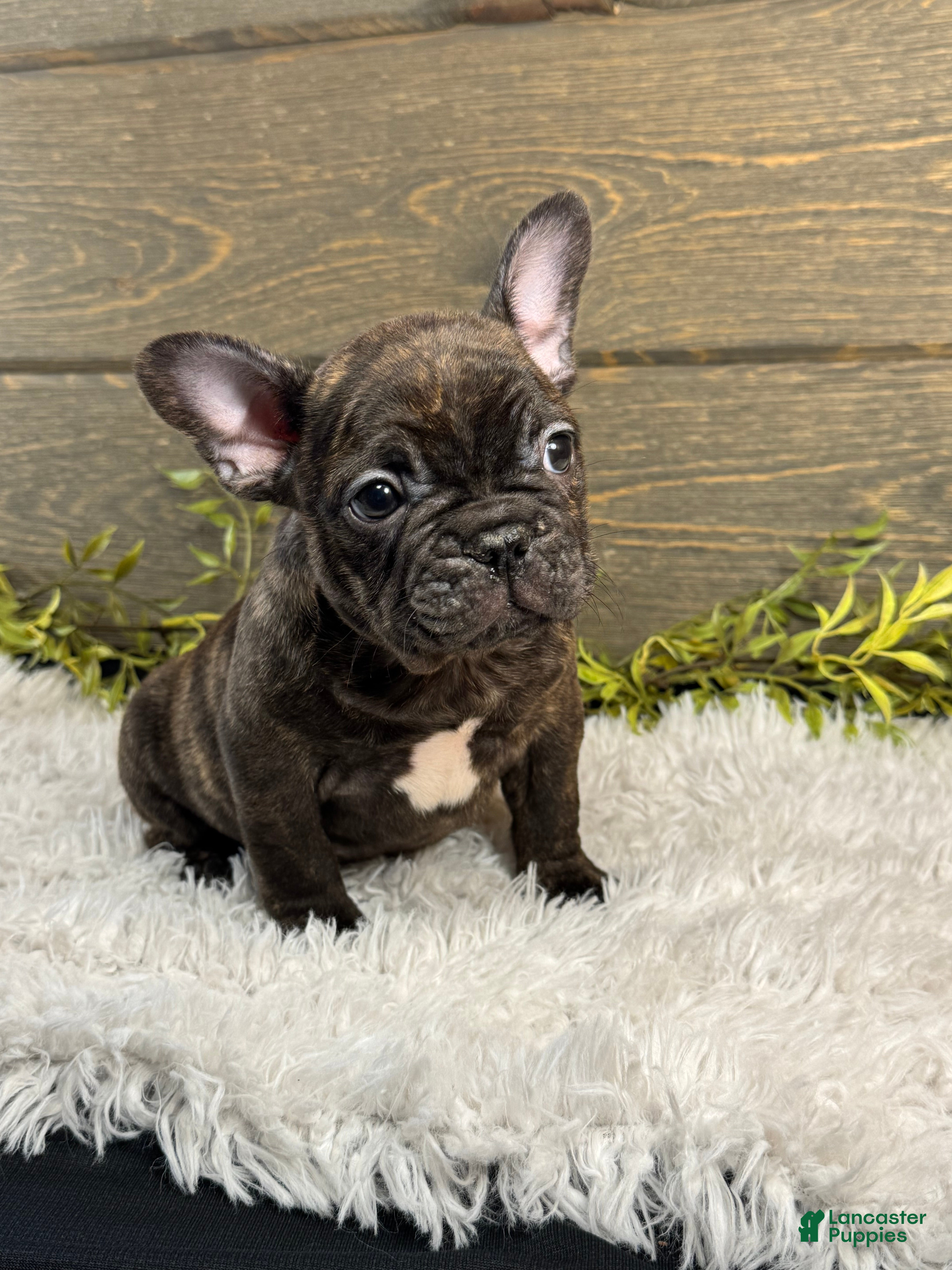 French Bulldog dogs for sale: Dillard - Ad 1