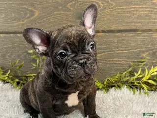 French Bulldog dogs for sale: Dillard - Ad 1