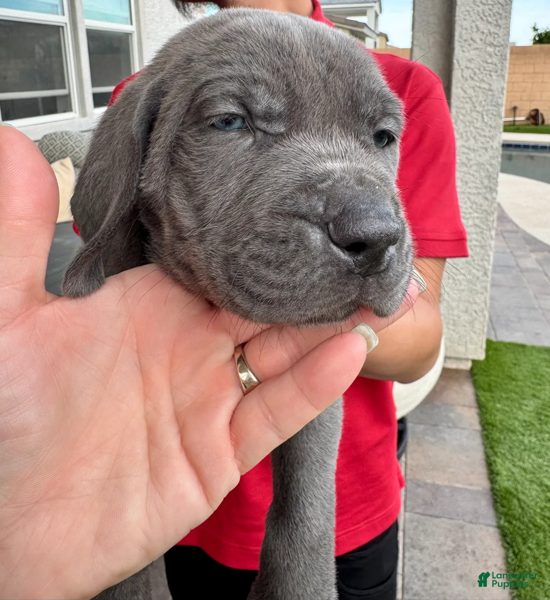 Mixed Breed dogs for sale: Mixed Breed Puppy 2 (teal)  - Ad 2