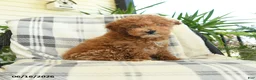 Miniature Poodle dogs for sale: Jack  - Ad 3