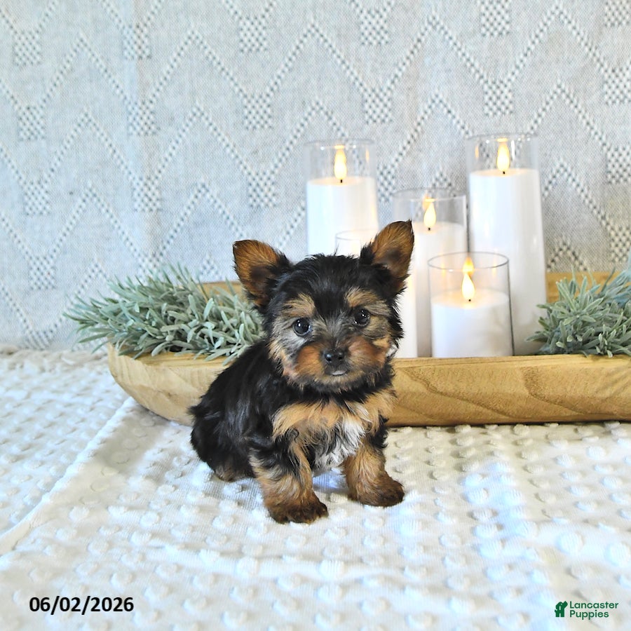 Yorkshire Terrier dogs Brody - Ad 1