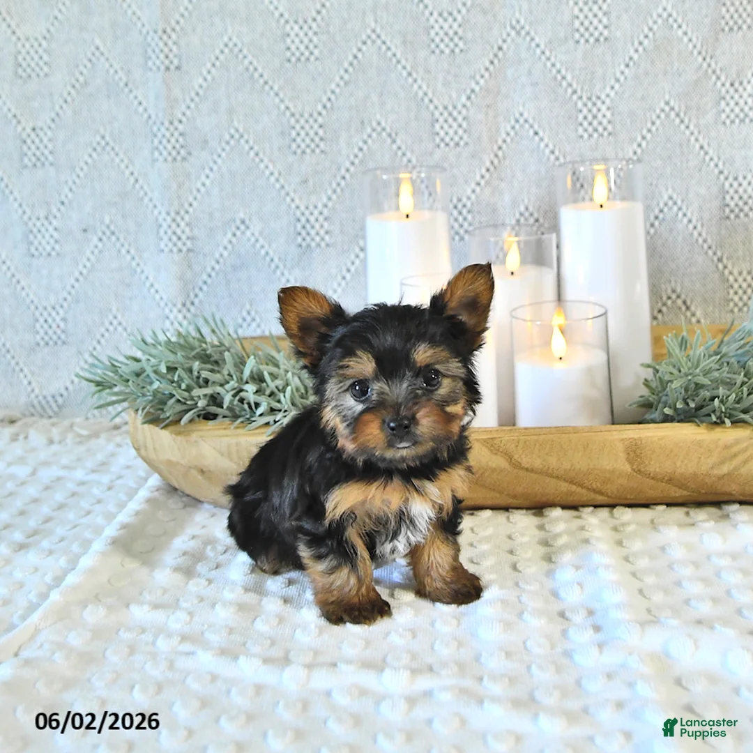 Yorkshire Terrier dogs for sale: Brody Extra Small - Ad 1