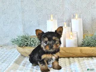 Yorkshire Terrier dogs for sale: Brody - Ad 2