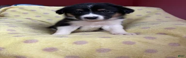 Mixed Breed Puppy 5