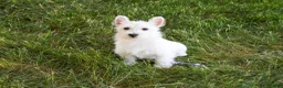 West Highland Terrier dogs for sale: Quincey  - Ad 2