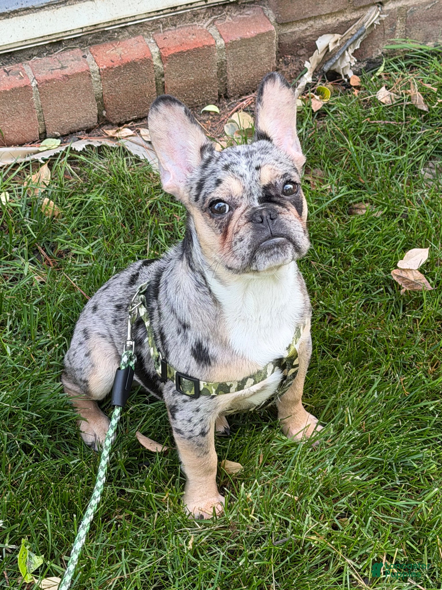 French Bulldog dogs French Bulldog Puppy 1 - Ad 17