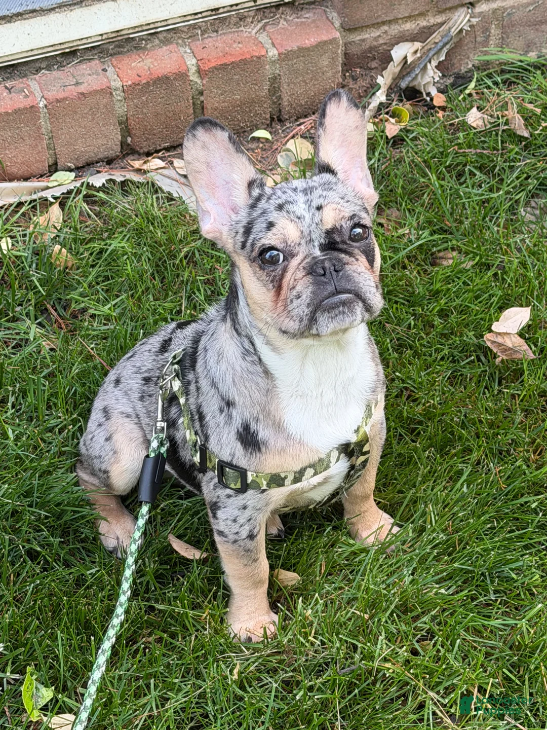 French Bulldog dogs for sale: French Bulldog Puppy 1 - Ad 1