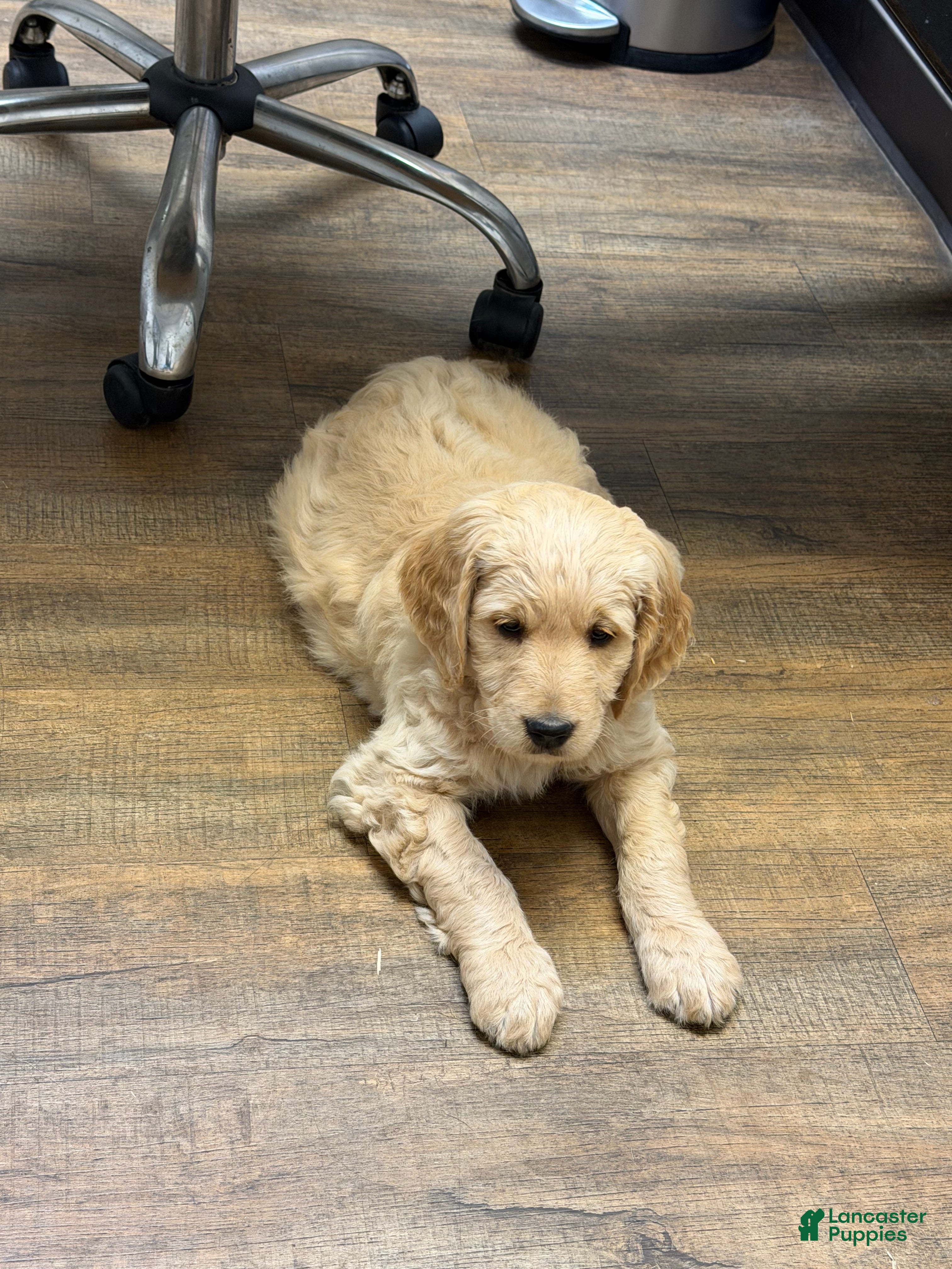 Goldendoodle dogs Jenny - Ad 2