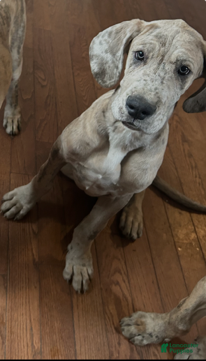Great Dane dogs Great Dane Puppy 3 - Ad 18