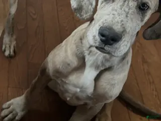 Great Dane dogs Great Dane Puppy 3 - Ad 15