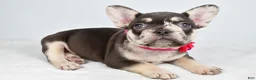 French Bulldog dogs for sale: Oakley - Ad 9