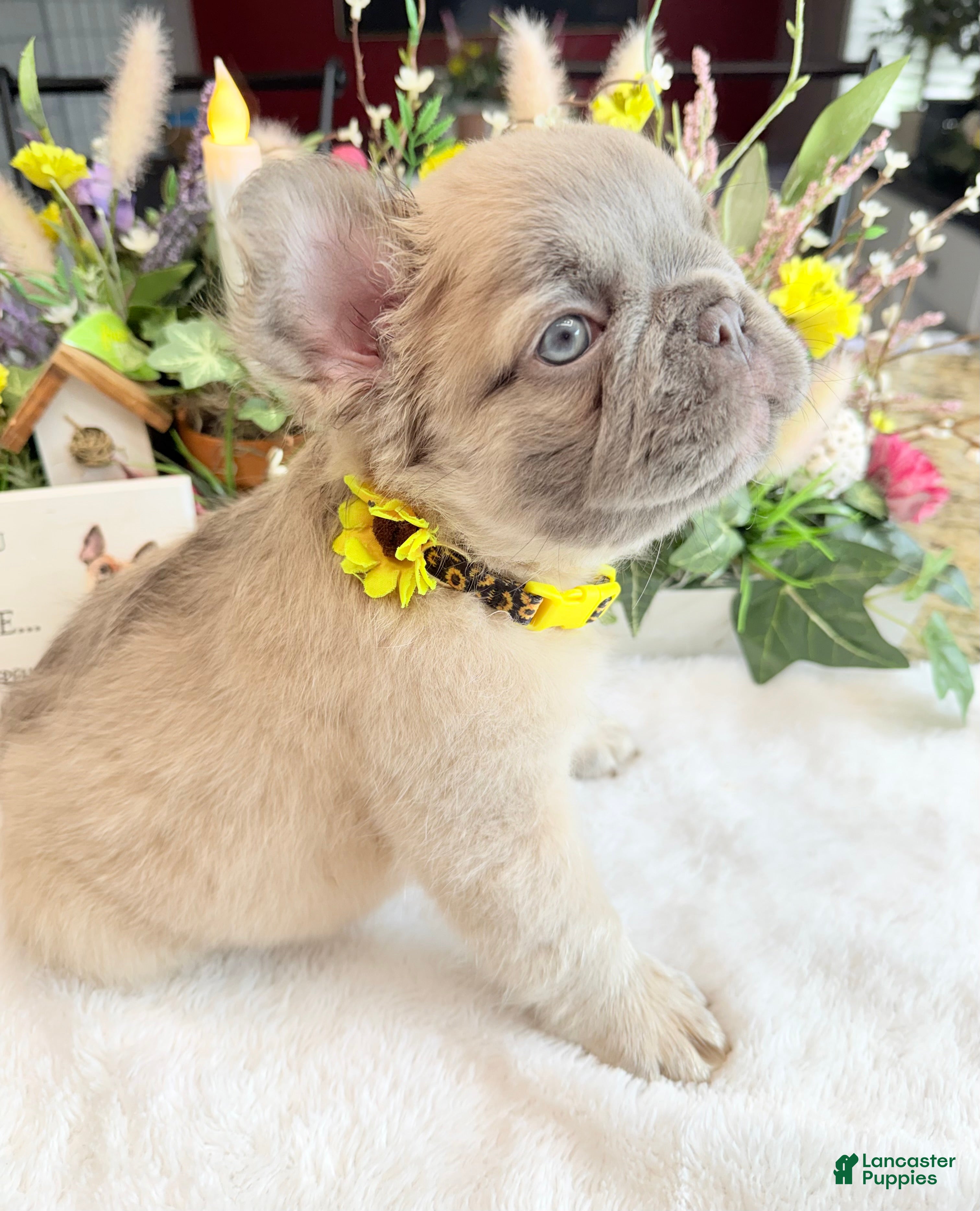 French Bulldog dogs Yoshi - Ad 1