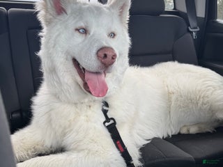 Mixed Breed dogs - Ad 6