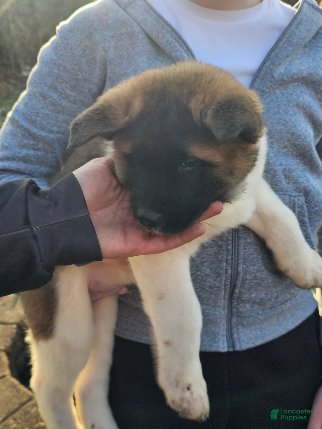 Akita dogs for sale: Troy - Ad 1