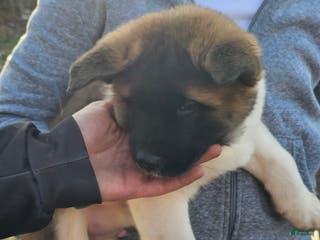 Akita dogs Troy - Ad 38
