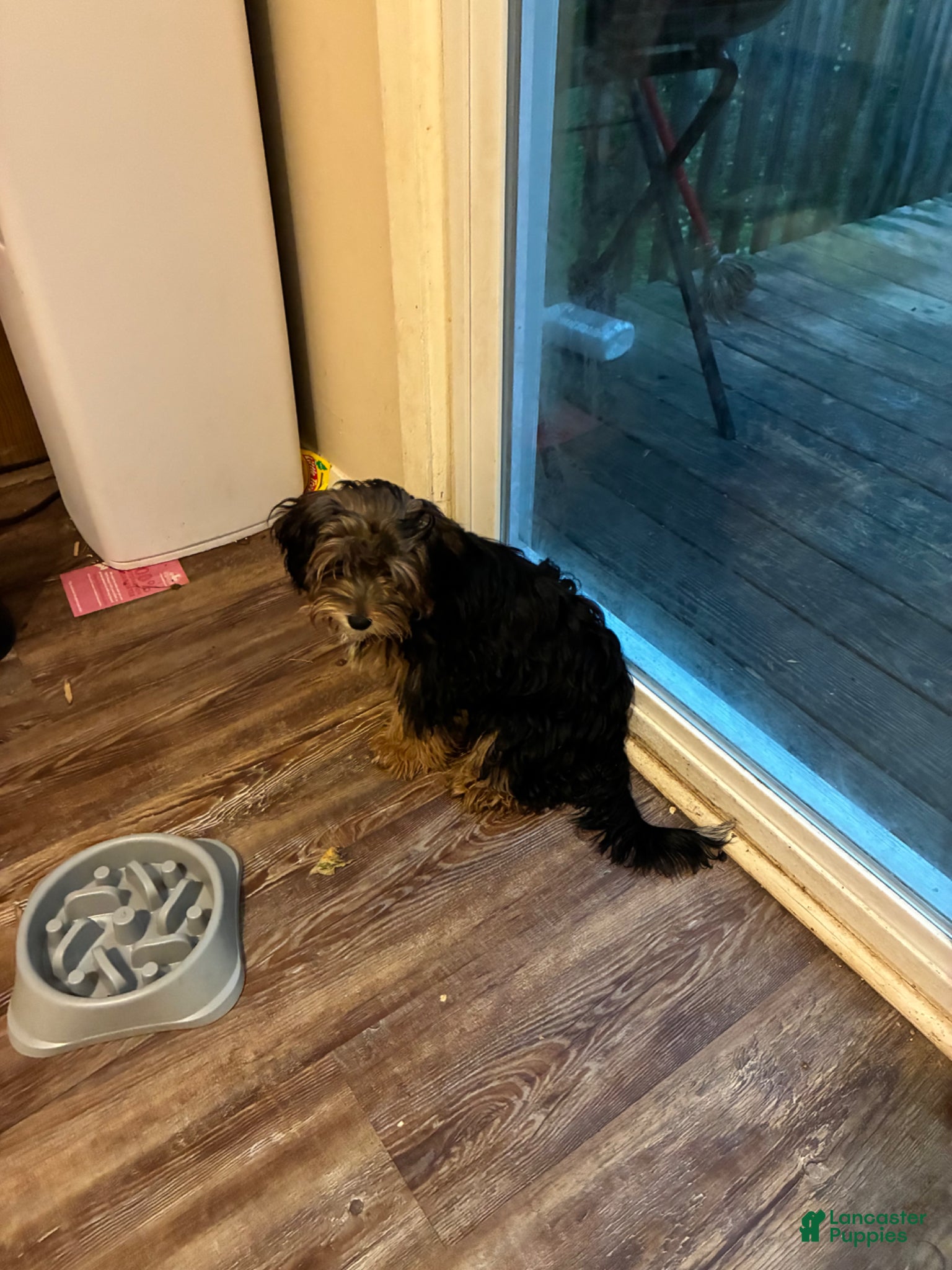 Morkie dogs Morkie Puppy 1 - Ad 2