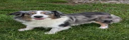 Aussiedoodle dogs for sale: Rusty - Ad 6