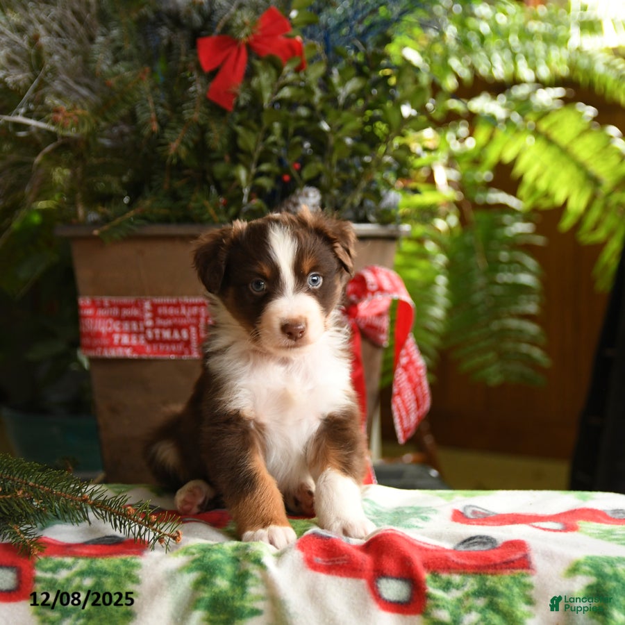 Australian Shepherd dogs Adonis - Ad 12